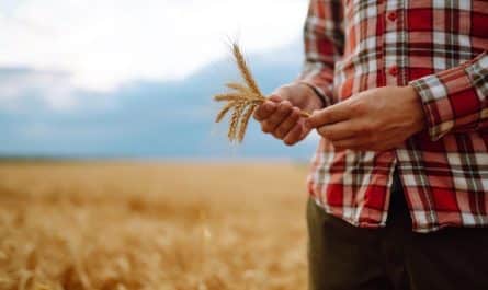 Dożynki – Święto Plonów, które łączy tradycję z nowoczesnością